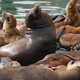 Illustration for article titled A Reality TV Show Starring Sea Otters Is Taking the Internet by Storm